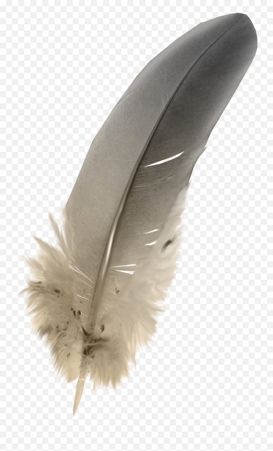 Feather Grey Feathers Png Download 10151503 Free Transparent Snowy