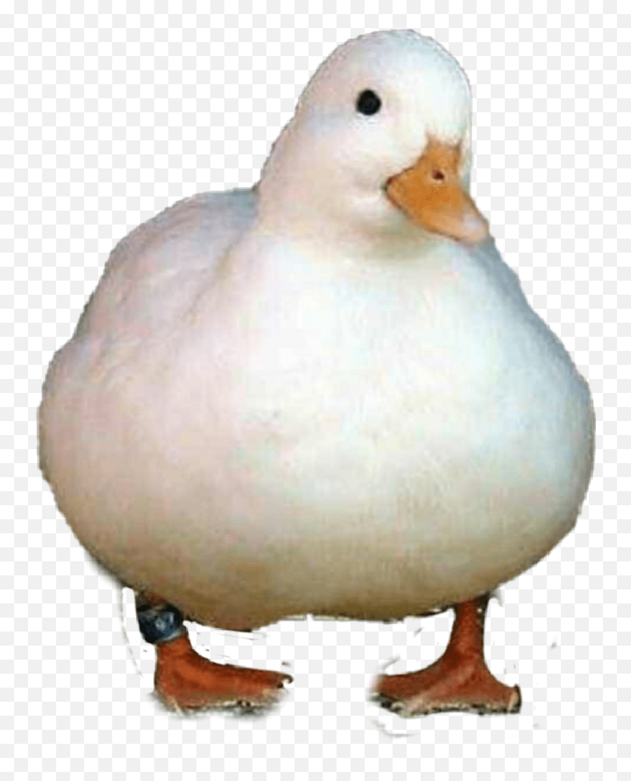 Largest Collection Of Free Toedit Bebek Stickers On Picsart Emoji,Duck Holding A Knife Emoji