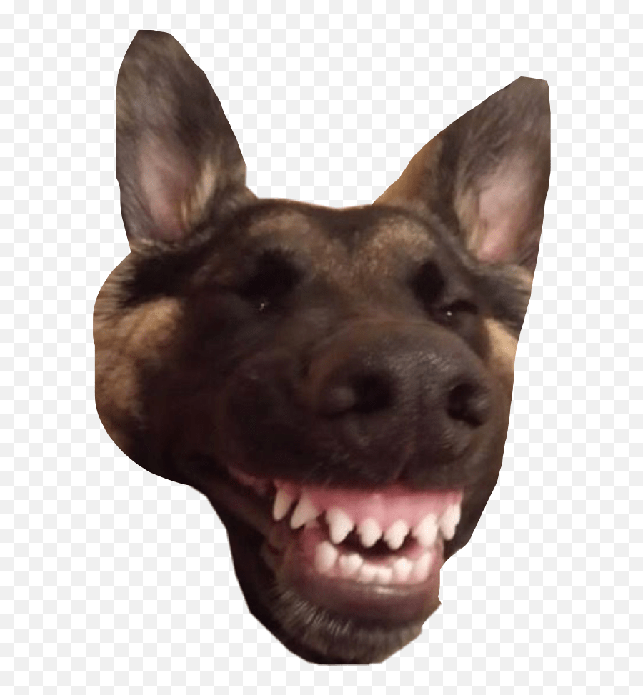 The Most Edited Doggomemes Picsart Dog Laugh Meme Emoji,German Shepherd Emoji Android Free