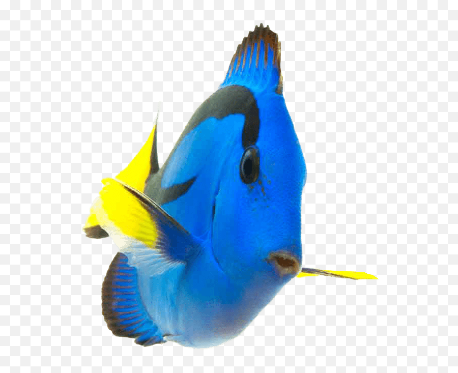 Download Fish Coral Reef Fish Transparent Emoji,Coral Emoji Free