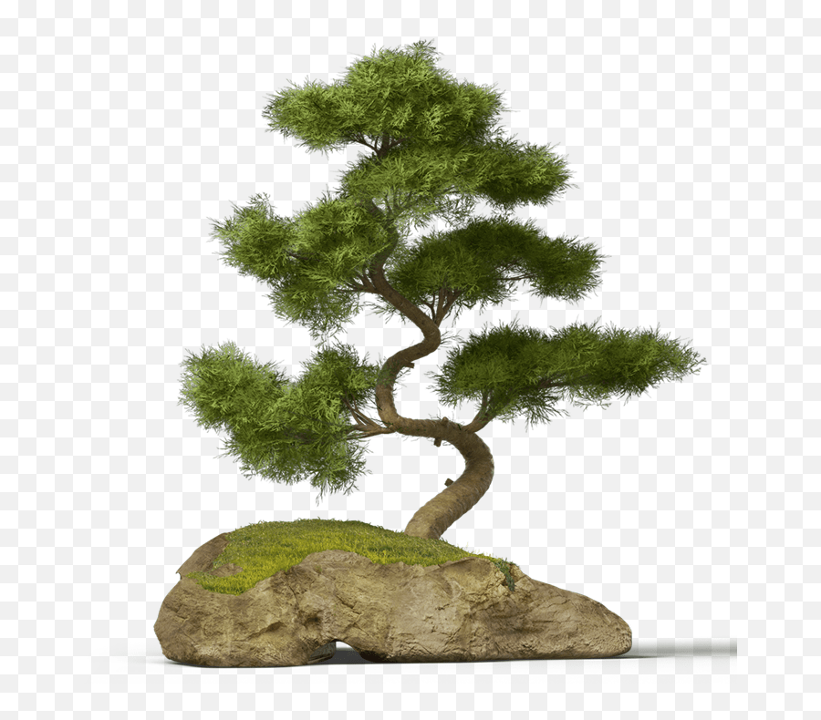 Bonsai Tree Chinese Asian Japanese Transparent Bonsai Tree Png Emoji
