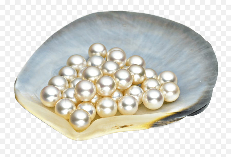 Pearl Pearls Shell Shells Sticker Pearls In Shell Png Emoji,Pearls