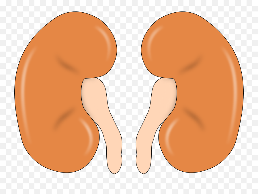 Myth Busting Common Misconceptions Of Prayers For Healing Kidneys