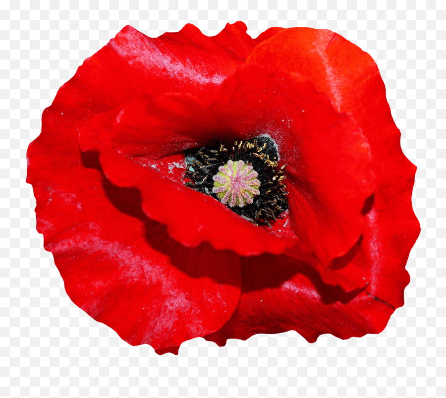 Darrell Vickers U2013 Chapter Ten Everyoneu0027s Gone To The Movies Poppy Flower Png Emoji,Cue
