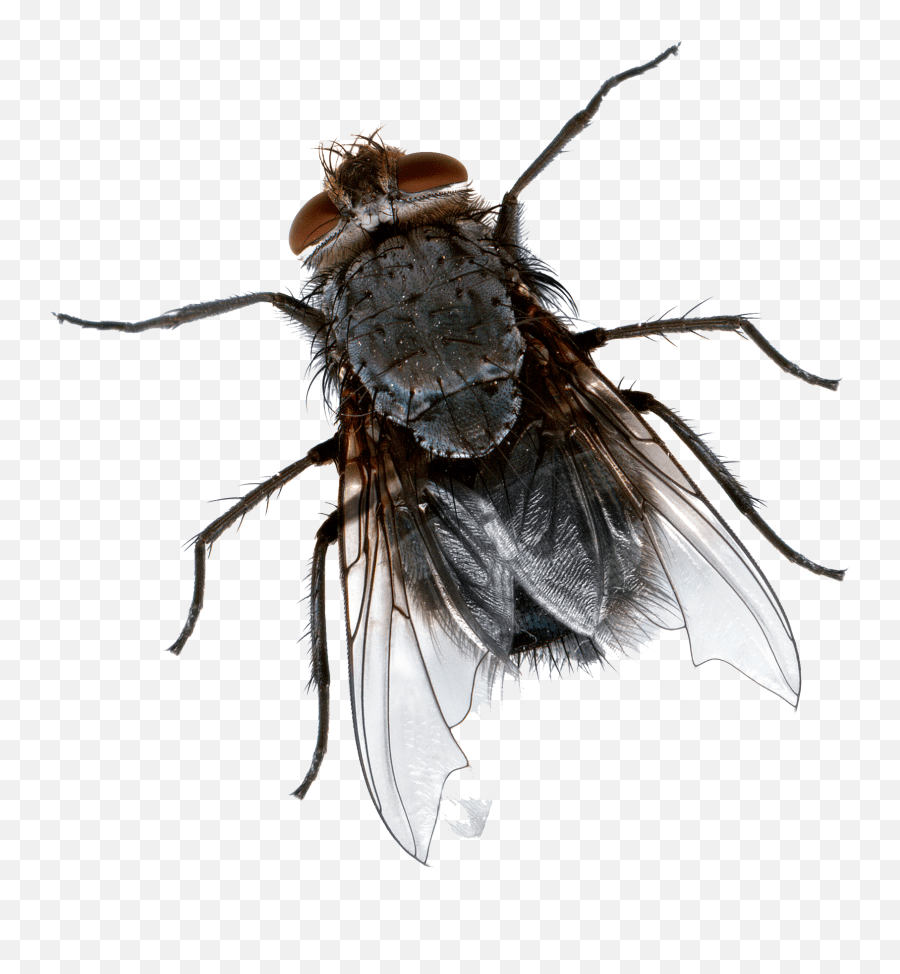 Insect Fly Fly Bug Emoji,Flies Emoji Free Emoji PNG Images