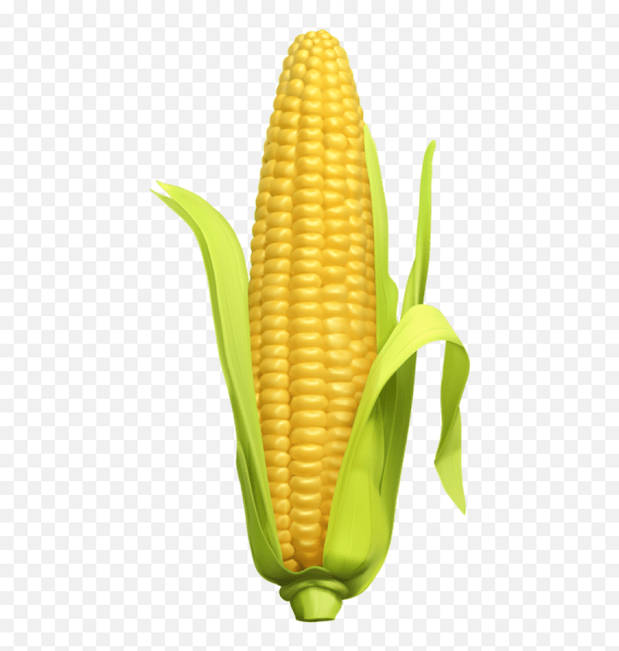 Free Png Download Corn Png Images Background Png Images Corn Clipart