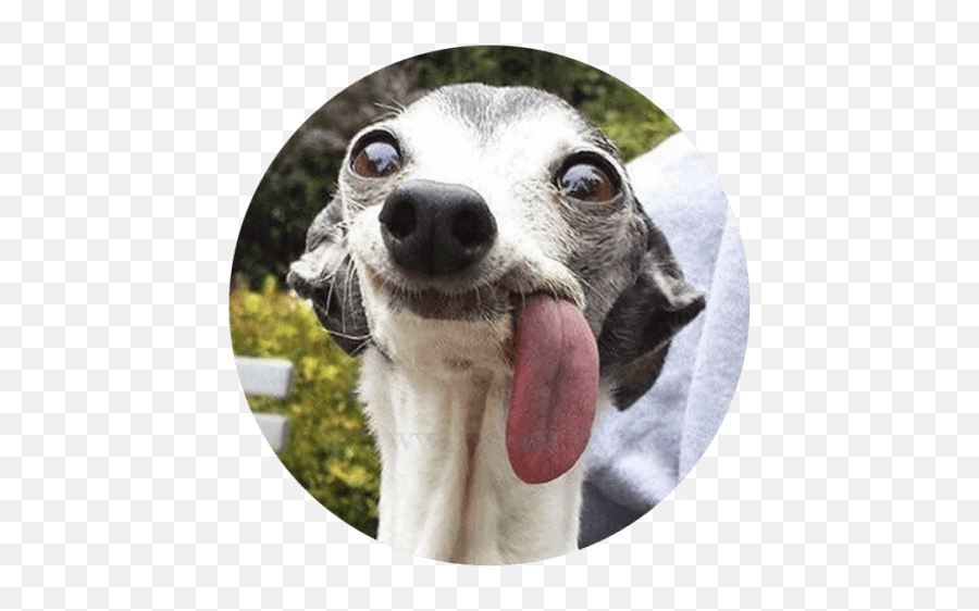 Stupid Dogs Sticker Pack For Telegram Telegramguides Dutch Dogs Emoji