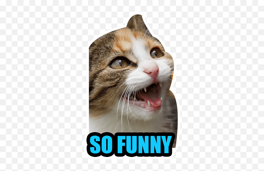 Cat Emoji By Helen Meyers Sticker Maker For Whatsapp,Why Are There