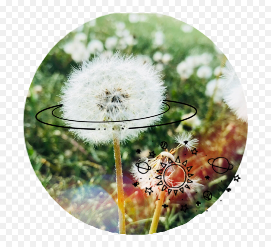 Dandelion Flower Dandelionflower Common Dandelion Emoji,Dandelion