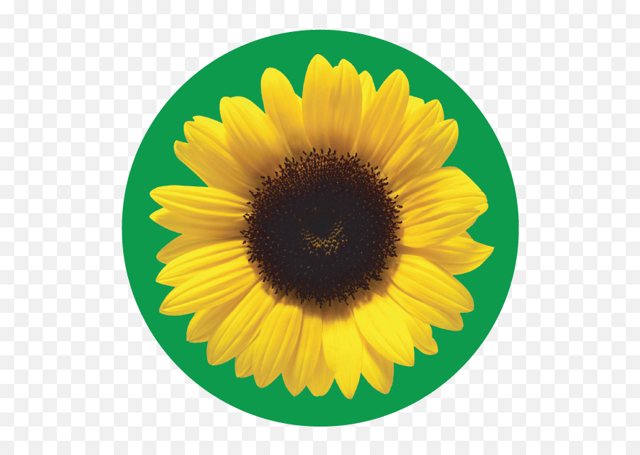 The Sunflower Icons Emoji,Free Sunflower Emojis Free Emoji PNG Images