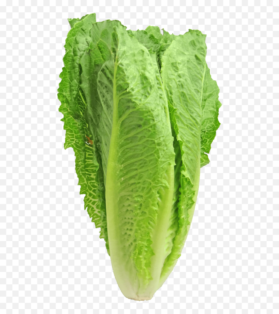 Photos Romaine Lettuce Clip Art Library Romain Lettuce Emoji,Lettuce