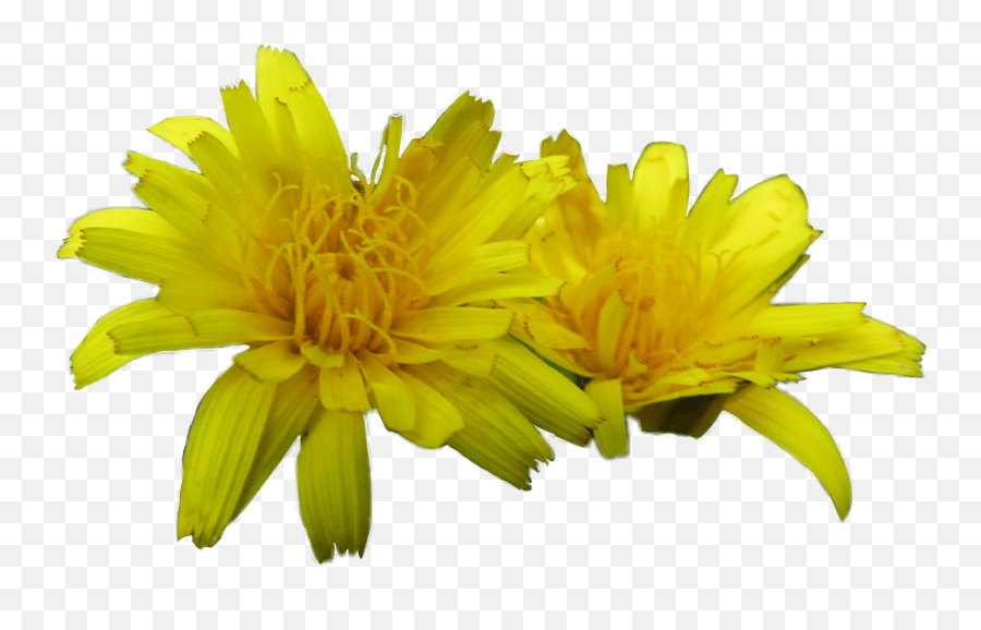 Dandelion Flower Sticker By Flash Boom Common Dandelion Emoji