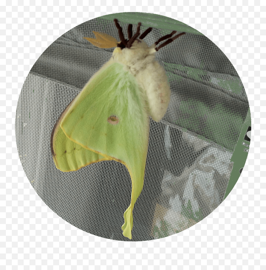 Actias Luna Moth Butterfly Pupa Cocoon Luna Moth Emoji,Can Luna Moths