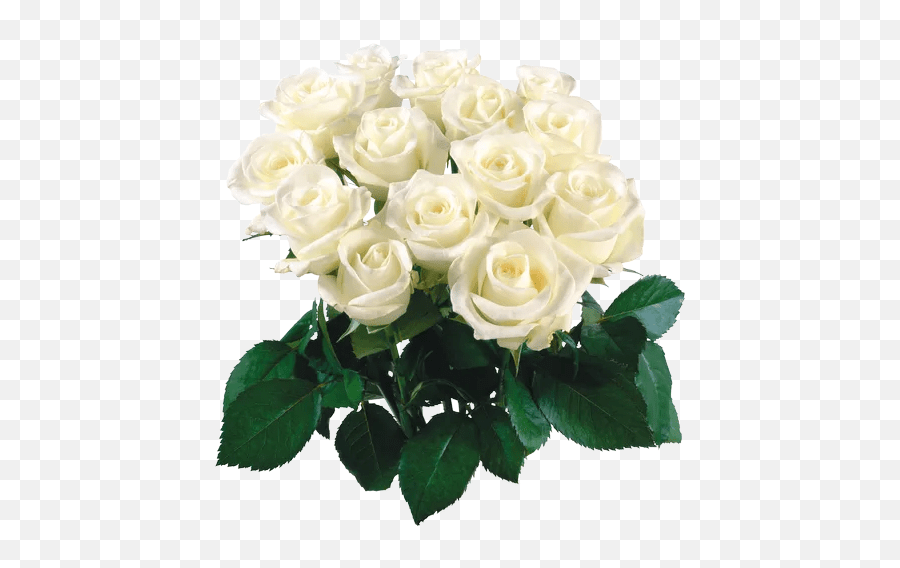 Bouquet Flowers 2 Stickers For Whatsapp And Signal White Flower Bokeh