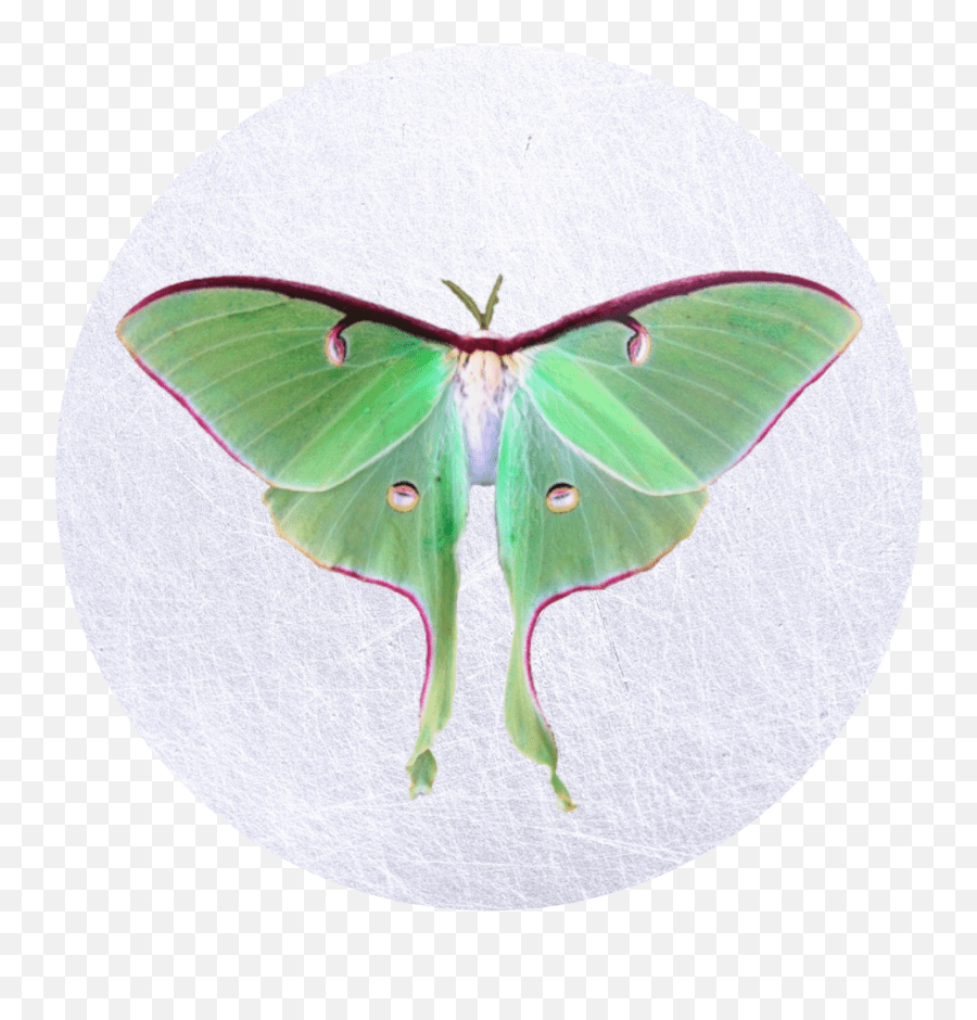 The Aligned Manifesting Ritual Luna Moth Emoji,Can Luna Moths Feel