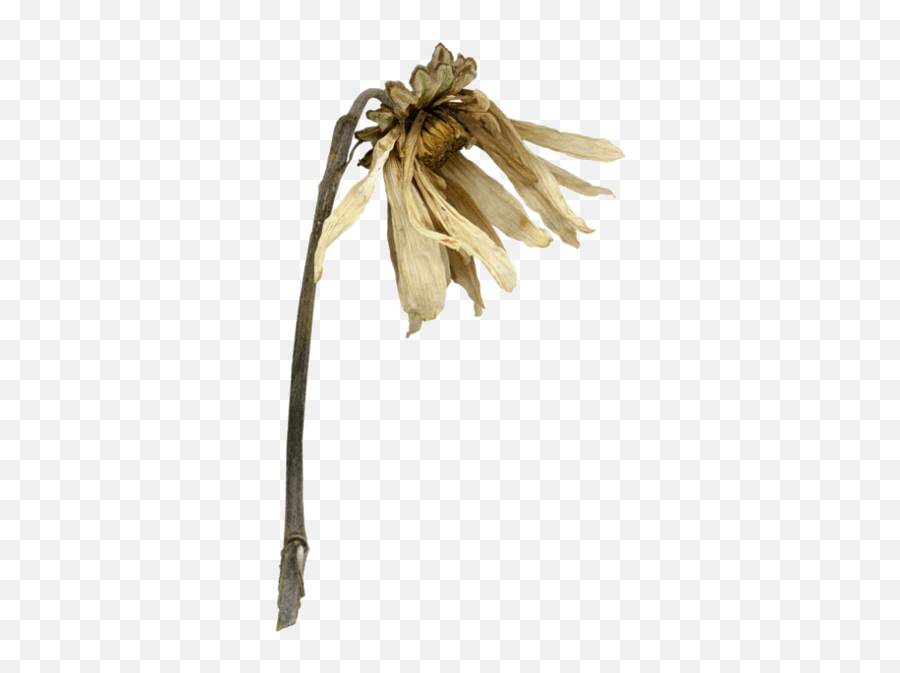 Wilting Wilted Flowers Transparent Background Emoji,Wilted Rose Emoji