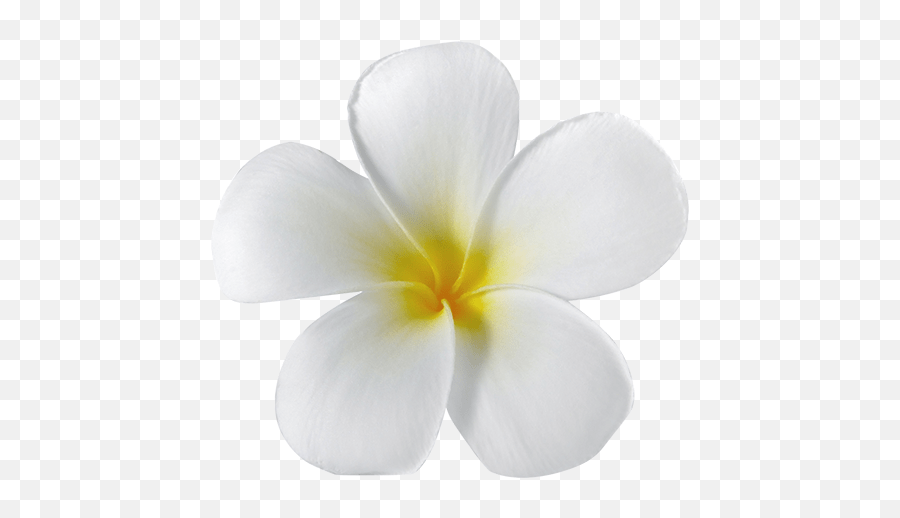 Home Cotterman Frangipani Emoji,Names Of All The Flower Emojis Free
