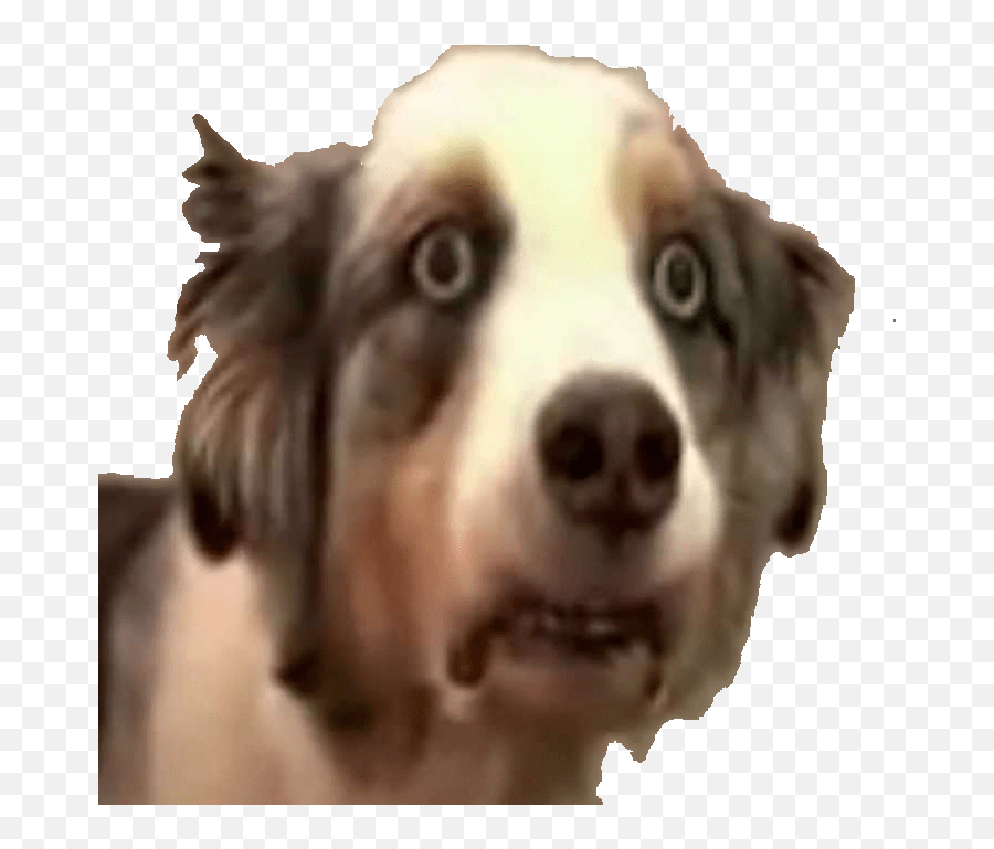 Notagain Discord Emoji Cute Dog Emotes Discord,Dog Emoji Keyboard