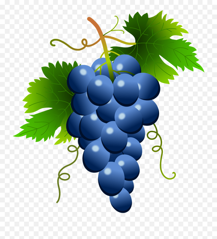 Grape Vector Png White Clipart Blue Grapes Clipart Emoji,Grape Emoji