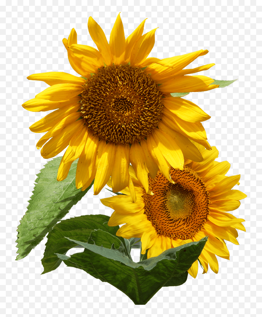 Home Common Sunflower Emoji,Sunflowers Emotion Free Emoji PNG Images