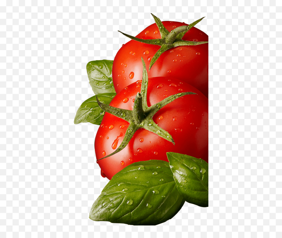 Free Tomato Transparent Download Free Tomato Transparent Tomato Png