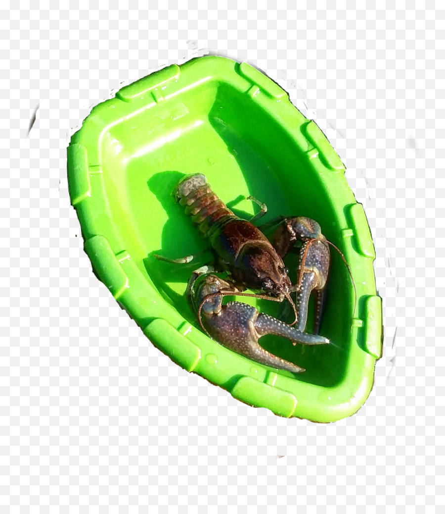 The Most Edited Common Yabby Emoji,Lobster Emoji Iphone Free Emoji