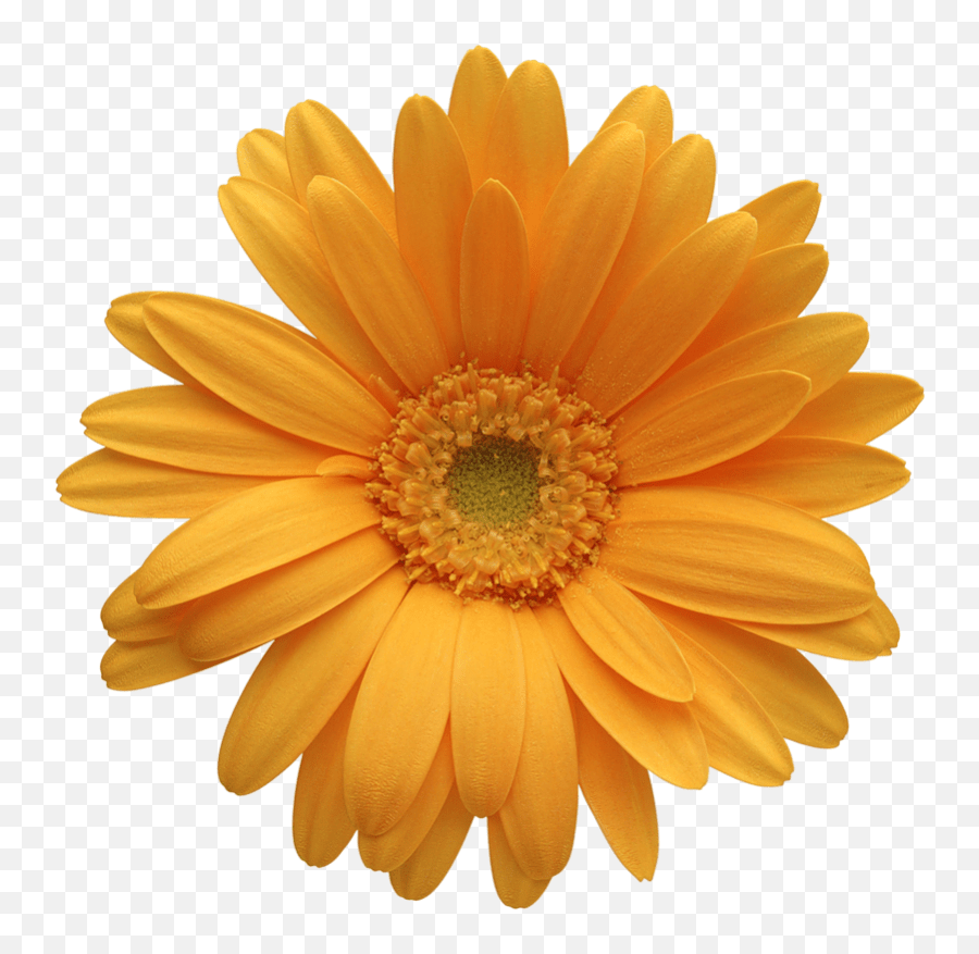 Daisy Flower Clip Art Free Vector For Free Download About 3