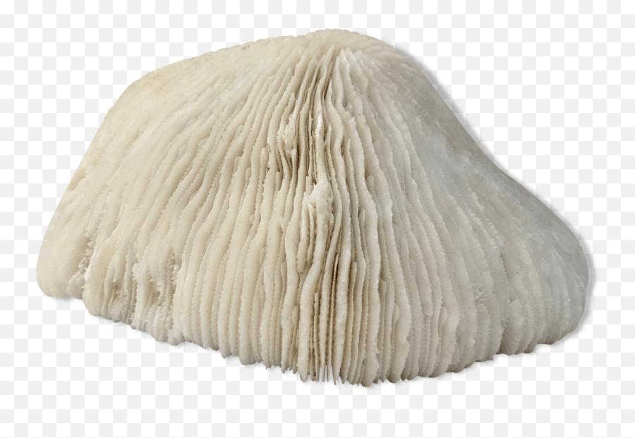 Coral On Pedestal Selency Emoji,New Coral Emoji Free Emoji PNG Images