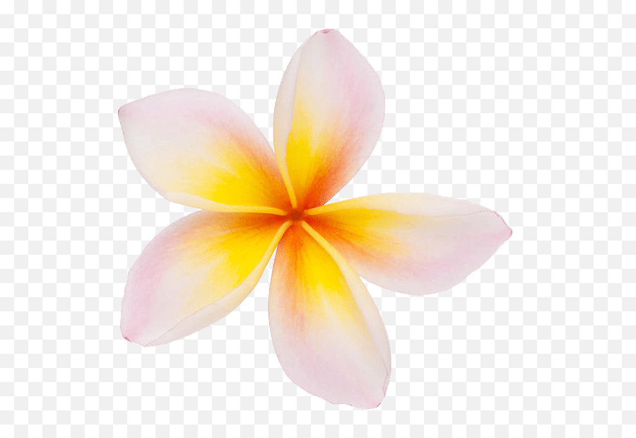 Plumeria Flowers Png Clipart Png Clipart Plumeria Flowers Png