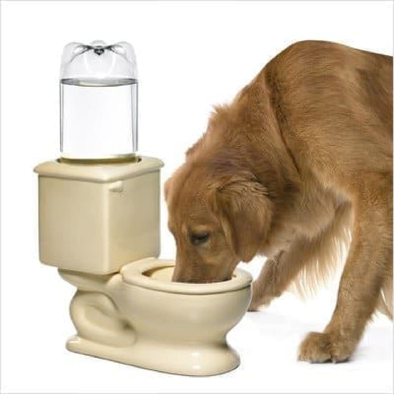 有名な 犬 水飲み 器 最新HD画像コレクション