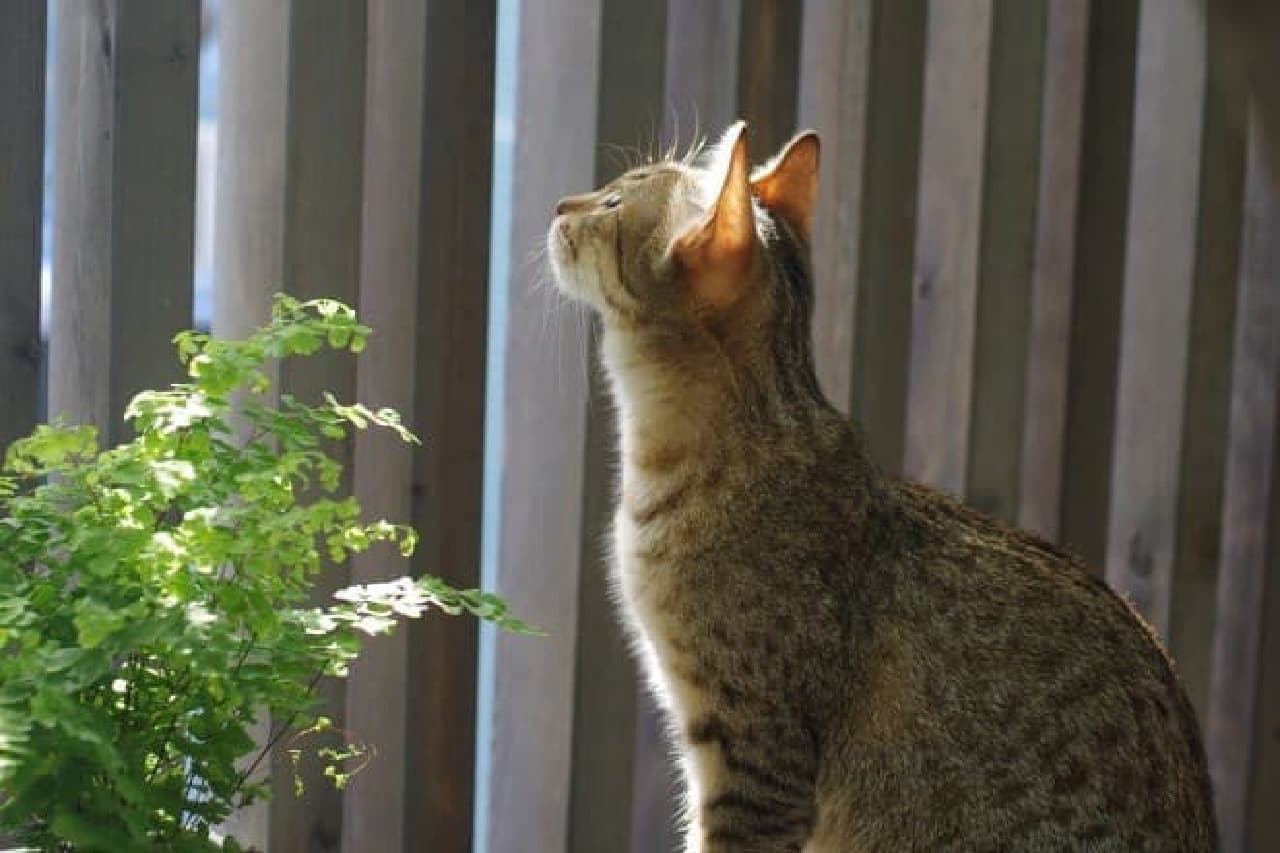 Comes with a cat step! Rental housing that cats & single