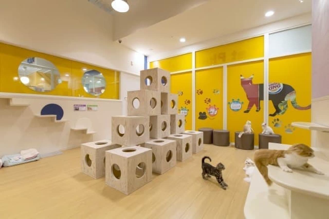 How do you live in old age with a cat? A showroom where you can