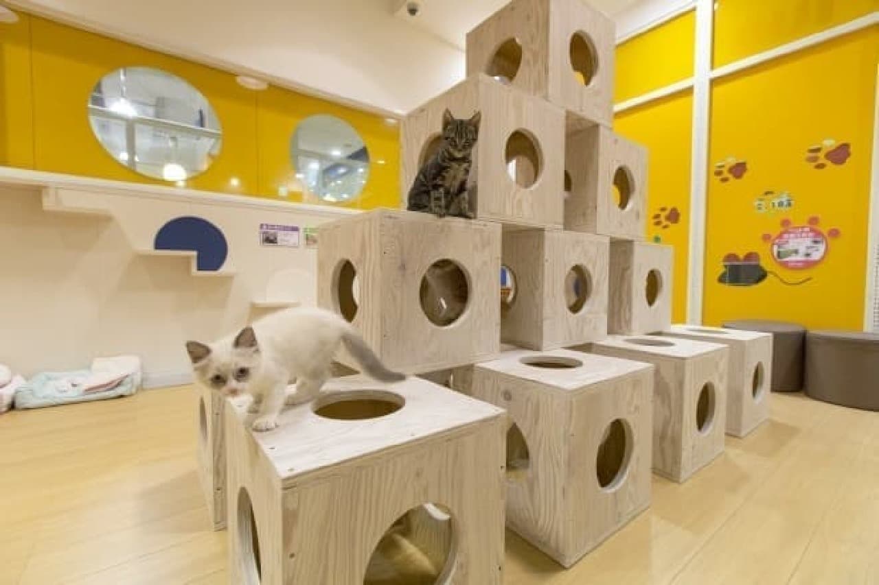 How do you live in old age with a cat? A showroom where you can