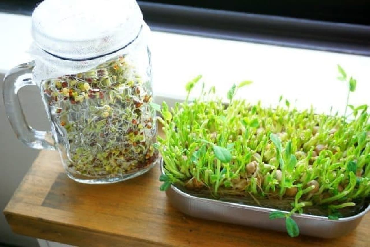 春はキッチン菜園を楽しもう♪豆苗やスプラウトにオススメの100均容器と育て方のコツ [えんウチ]