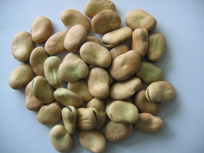 Broad beans China broad beans Exportimes