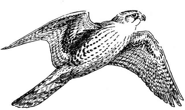 Free Bird Clipart Large Images