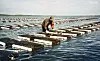 Successful New Brunswick oyster farming company