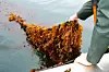 Seaweed startup given £272,000 by Marine Fund Scotland