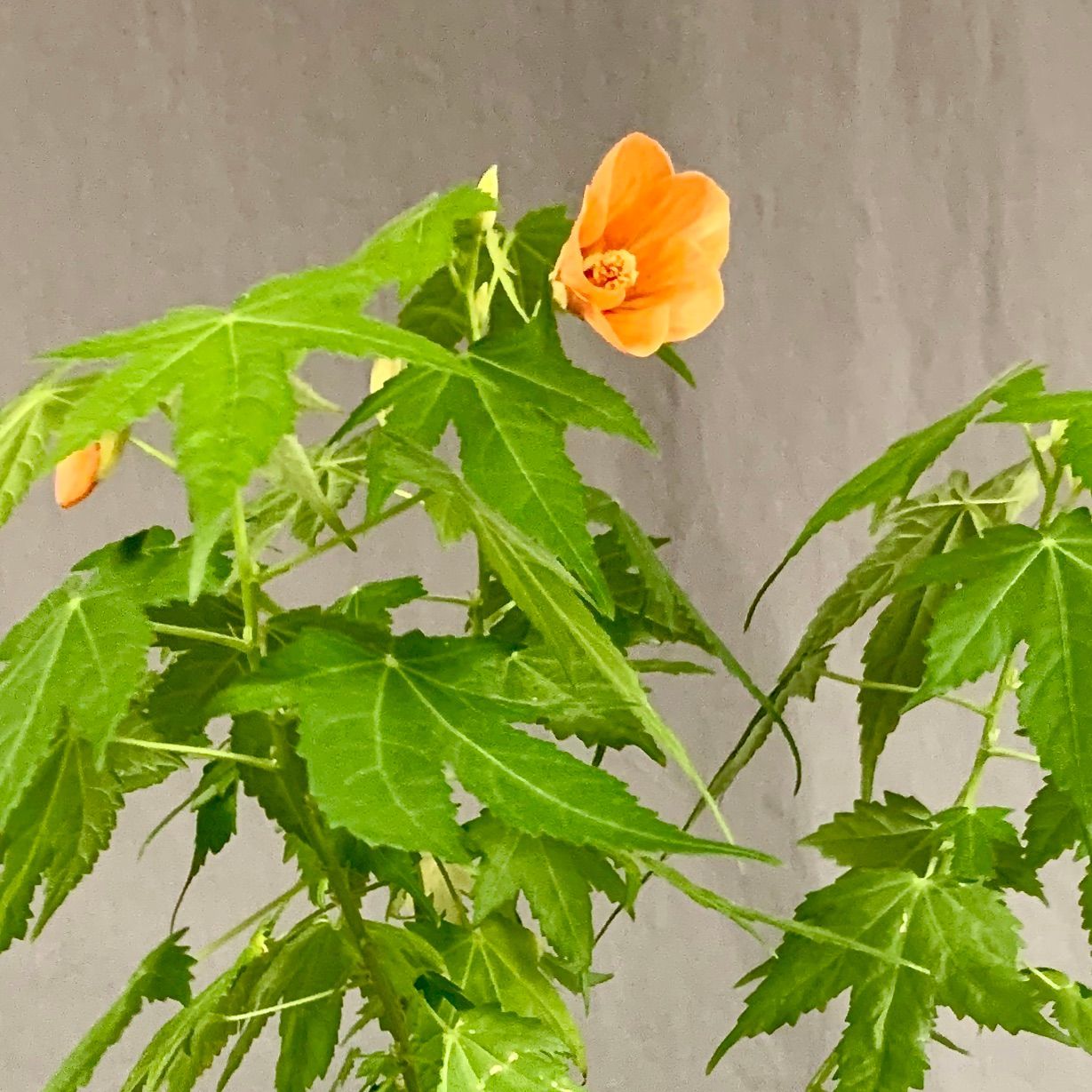 House Plants Flowers and Gifts The Flower Basket Local Flower