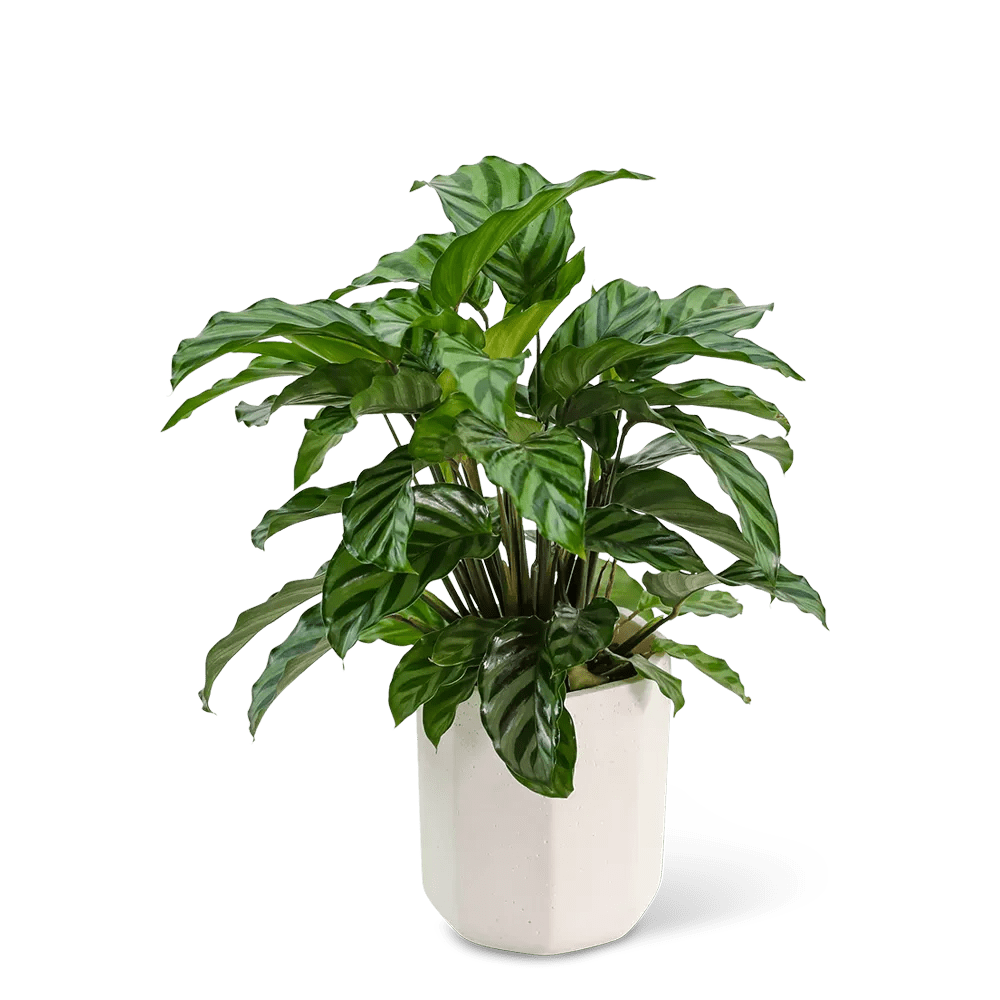 Calathea Plant in Ceramic Container