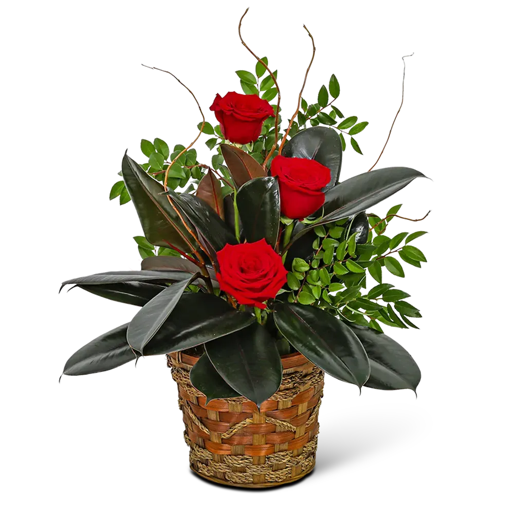 Rubber Tree Plant with Red Roses Sparta Florist Sparta Floral