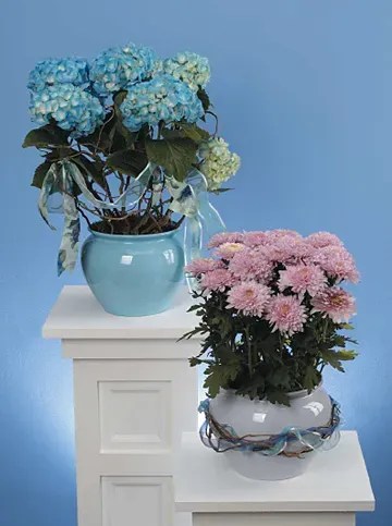 Flowering Plants Brunswick Florist The Flower Basket Local Flower