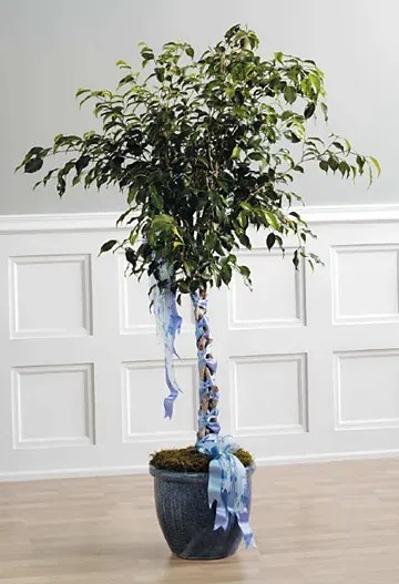 Ficus Benjamina La Habra Florist Joyful Blossoms Local Flower