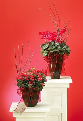 Blooming Plants Brendas Flowers