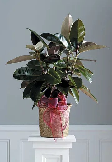 Ficus Decora Emmetsburg, Iowa Florist The Willow Tree Garden Center