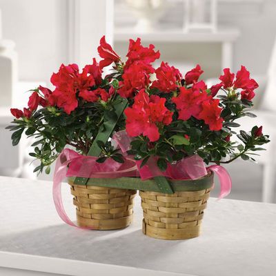 Alluring Azalea Auburn Florist Auburn Blooms Garden & Gifts Local