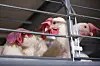 Do freerange chickens have better memory than caged chickens?
