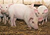 Can farm animals stomach new types of feed?