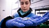 Delousing agent for farmed salmon causes 'arthritis' in juvenile lobsters