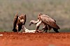 Humans may face grave consequences if vultures disappear